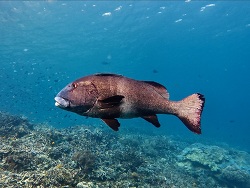 Foto:Raja Ampat, Indonesien