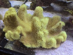 Sarcophyton elegans thumbnail