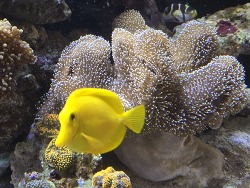 Sarcophyton ehrenbergi Pilzlederkoralle 