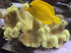 Zebrasoma flavescens