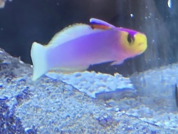 Nemateleotris helfrichi thumbnail