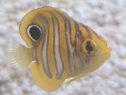 Pygoplites diacanthus