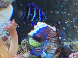 Pomacanthus navarchus thumbnail