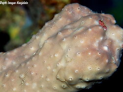 Haliclona (Chalinula) velinea thumbnail