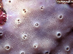 Haliclona (Chalinula) velinea thumbnail