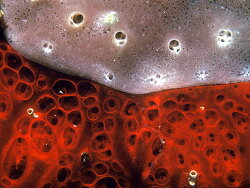 Haliclona (Chalinula) velinea thumbnail