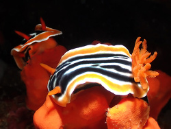 Chromodoris magnifica thumbnail