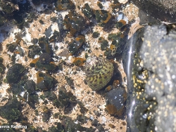 Phorcus sauciatus thumbnail