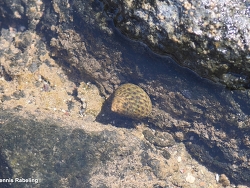 Phorcus sauciatus thumbnail