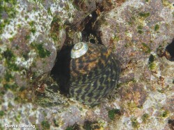 Phorcus sauciatus thumbnail