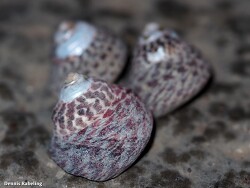 Phorcus sauciatus thumbnail