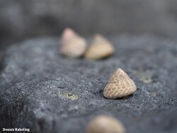 Phorcus sauciatus thumbnail