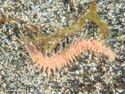 Amphiduros fuscescens, Las Palmas, ES-CN, ES 2026