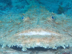 Lophius budegassa, Las Palmas, ES-CN, ES 2026