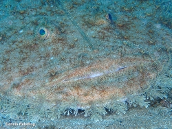 Lophius budegassa, Las Palmas, ES-CN, ES 2026