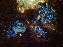 Hermaea vancouverensis thumbnail