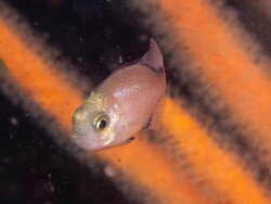 Pachymetopon blochii, castor rock Simon's Town, Cape Town, 7975, South Africa 2024 (CC-BY-SA)