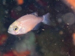 Pachymetopon blochii, castor rock Simon's Town, Cape Town, 7975, South Africa 2024 (CC-BY-SA)