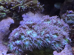 Duncanopsammia axifuga thumbnail