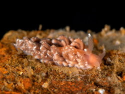 Anteaeolidiella chromosoma thumbnail
