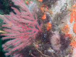 Melithaea rubra thumbnail