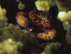 Cymo melanodactylus thumbnail