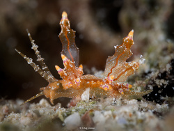 Annulorhina mandapamensis thumbnail