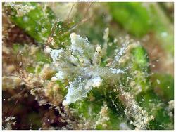 Produnga rubropunctata thumbnail