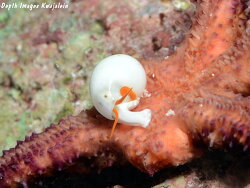 Apicalia echinasteri thumbnail