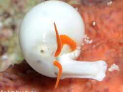 Apicalia echinasteri thumbnail