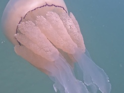 Rhizostoma octopus thumbnail