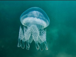 Rhizostoma octopus thumbnail