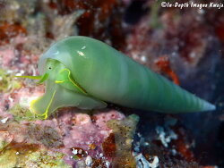Melanella dufresnii, Kwajalein