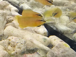 deutsche Nachzucht gelungen