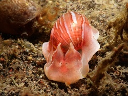 Atys kuhnsi thumbnail