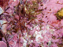 Nymphon signatum,horseshoe batsata maze false bay 2026  (CC-BY-SA)