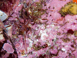 Nymphon signatum,horseshoe batsata maze false bay 2026  (CC-BY-SA)