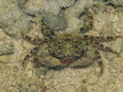 Eriphia scabricula thumbnail