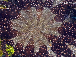 Actinostephanus haeckeli thumbnail