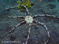 Actinostephanus haeckeli thumbnail
