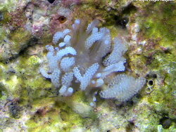 Tergiposacca perspicua thumbnail