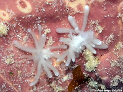 Tergiposacca perspicua thumbnail