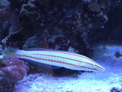 Hologymnosus doliatus thumbnail