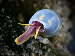 Annulobalcis yamamotoi,Gold Coast QLD, Australia 2026