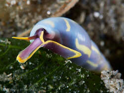 Annulobalcis yamamotoi,Gold Coast QLD, Australia 2026