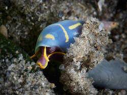 Annulobalcis yamamotoi,Gold Coast QLD, Australia 2026