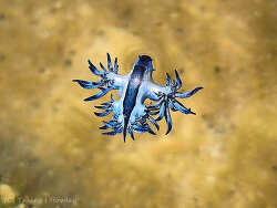 Glaucilla bennettae,Mooloolaba 2026