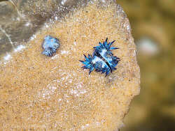Glaucilla bennettae,Mooloolaba 2026
