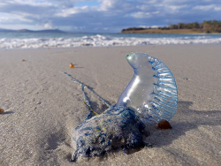 Physalia utriculus thumbnail