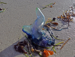 Physalia utriculus thumbnail